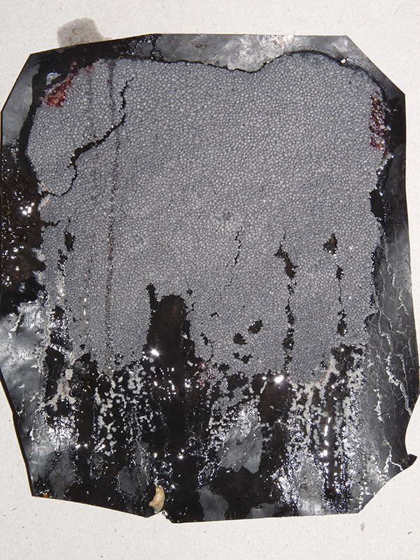 Diderma crustaceum